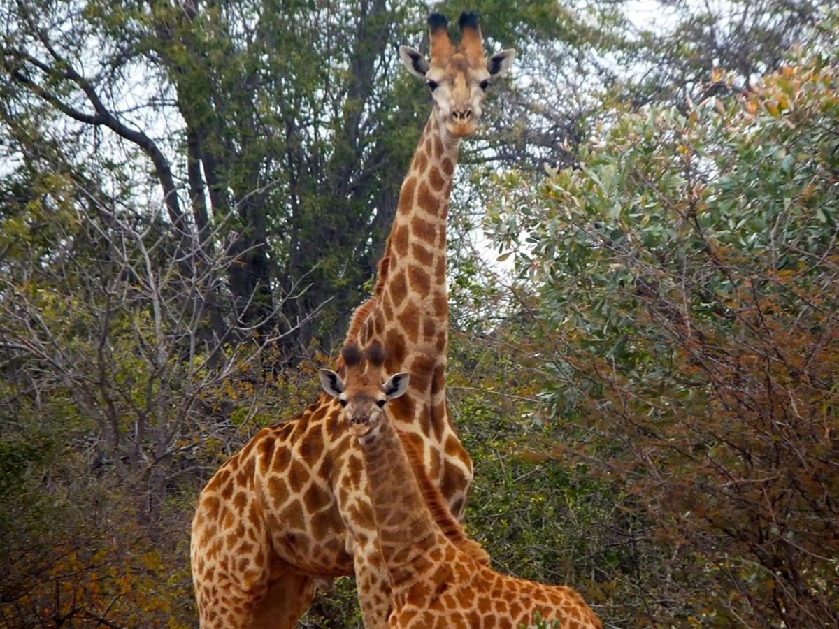 Iphofolo Lodge & Tented Camp Vivo 외부 사진