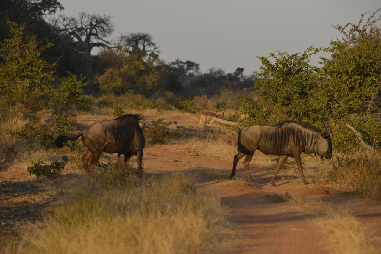 Iphofolo Lodge & Tented Camp Vivo 외부 사진