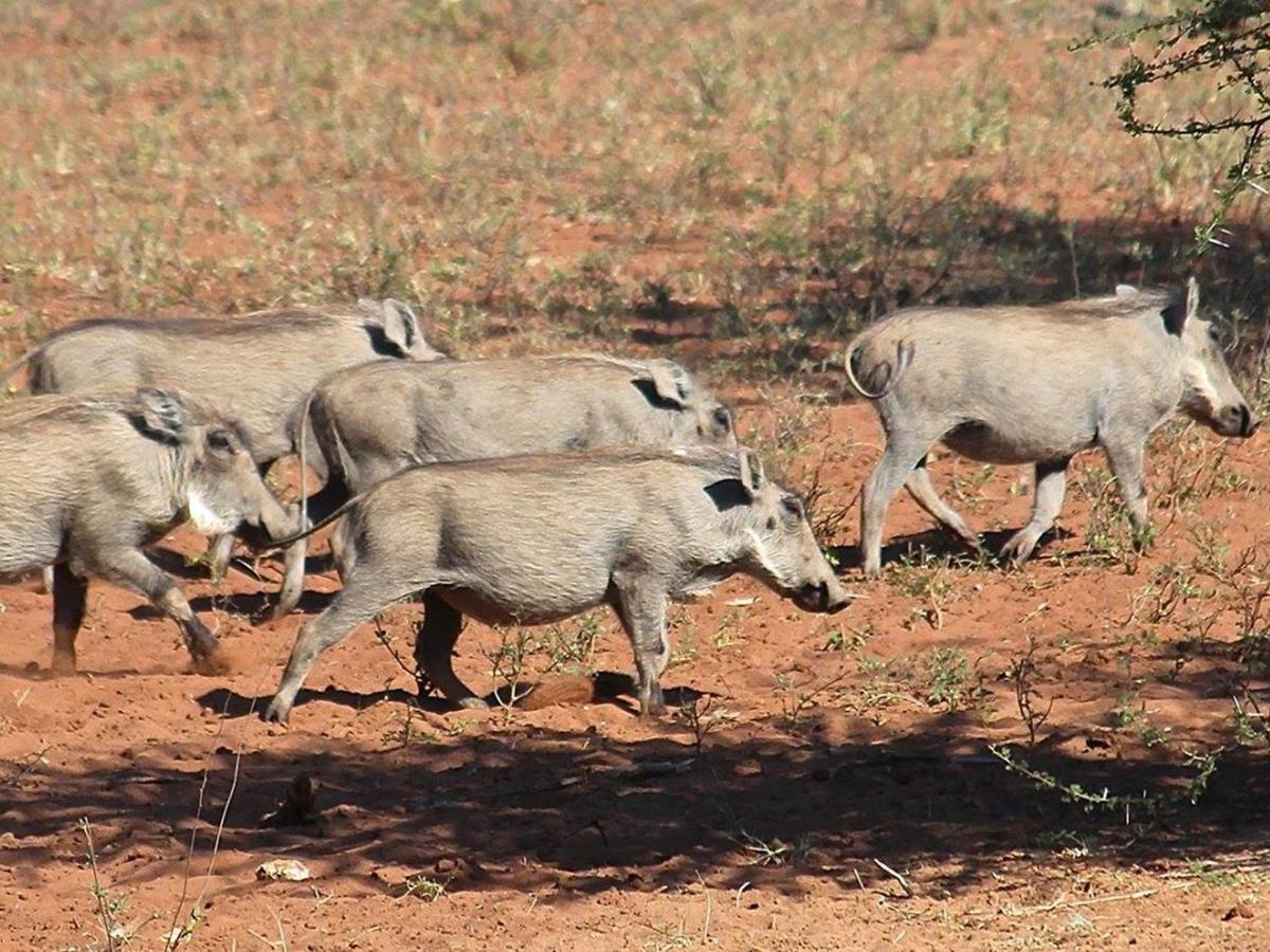 Iphofolo Lodge & Tented Camp Vivo 외부 사진