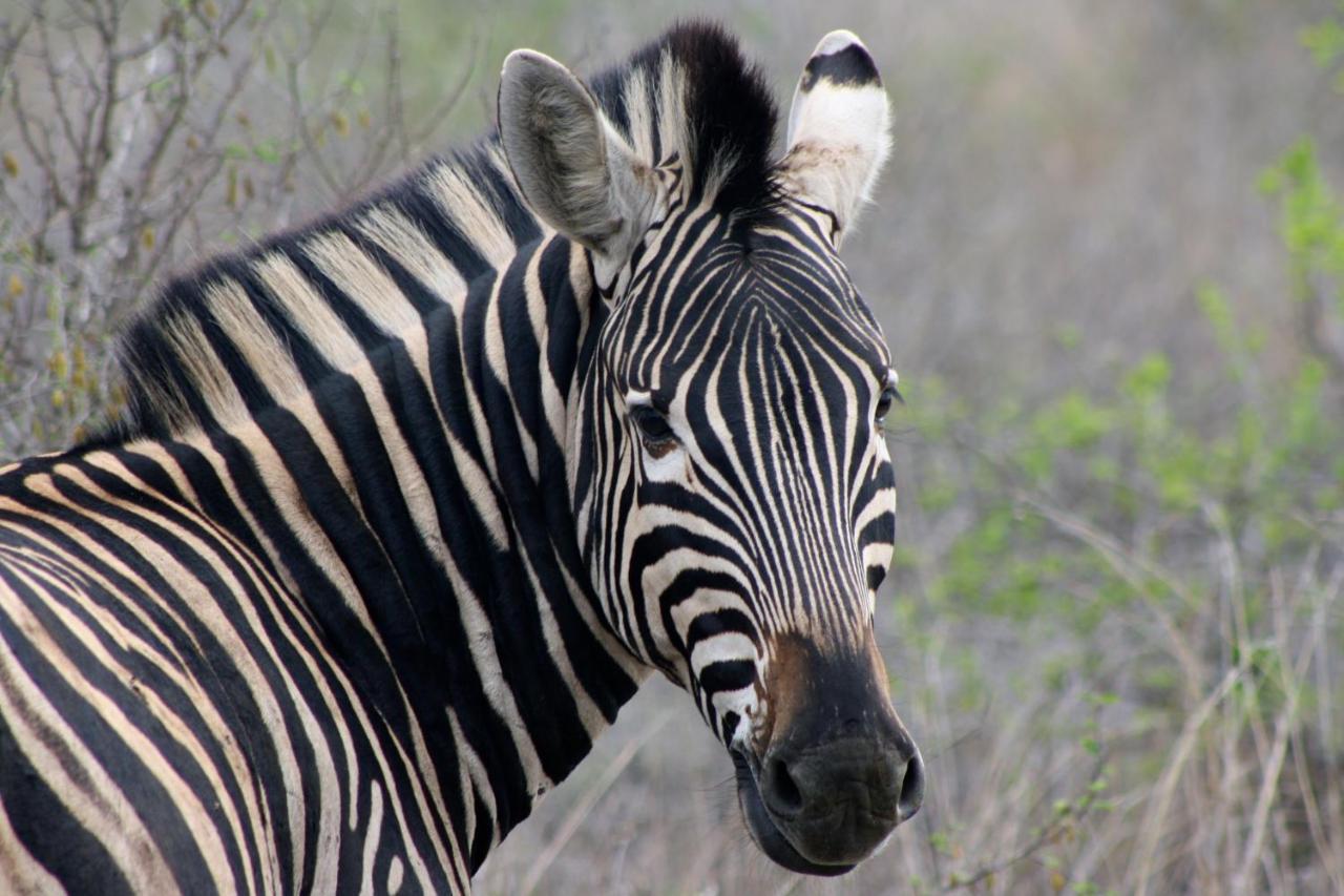 Iphofolo Lodge & Tented Camp Vivo 외부 사진