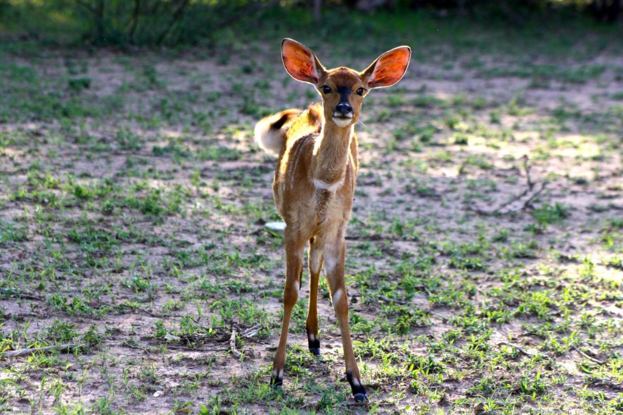 Iphofolo Lodge & Tented Camp Vivo 외부 사진